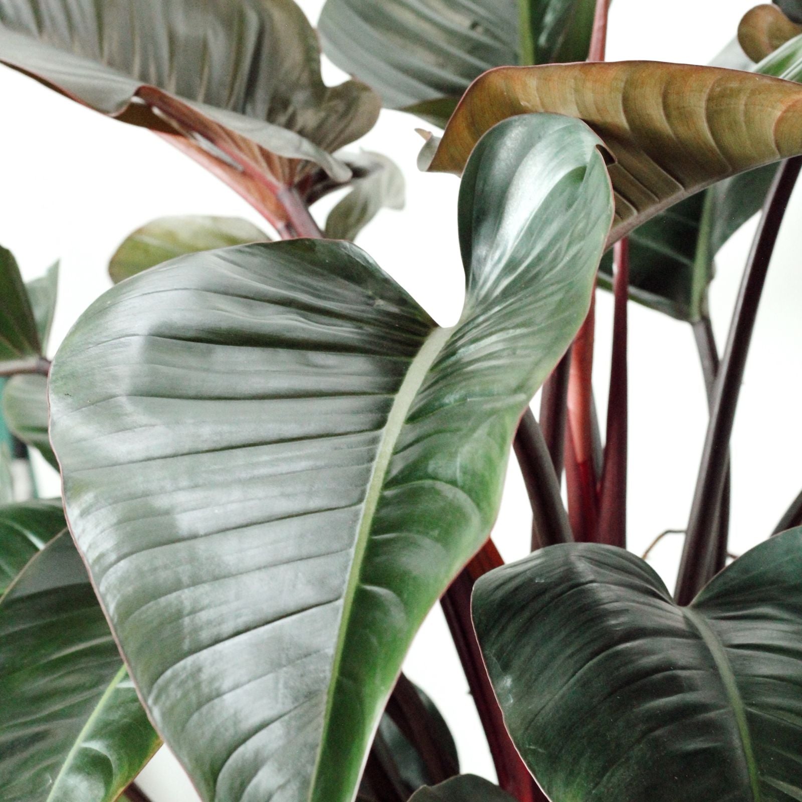 Philodendron Congo Red com folhas brilhantes verde e avermelhadas em detalhe.