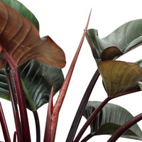 Philodendron Congo Red com folhas brilhantes e tons avermelhados, ideal para decorar qualquer ambiente.