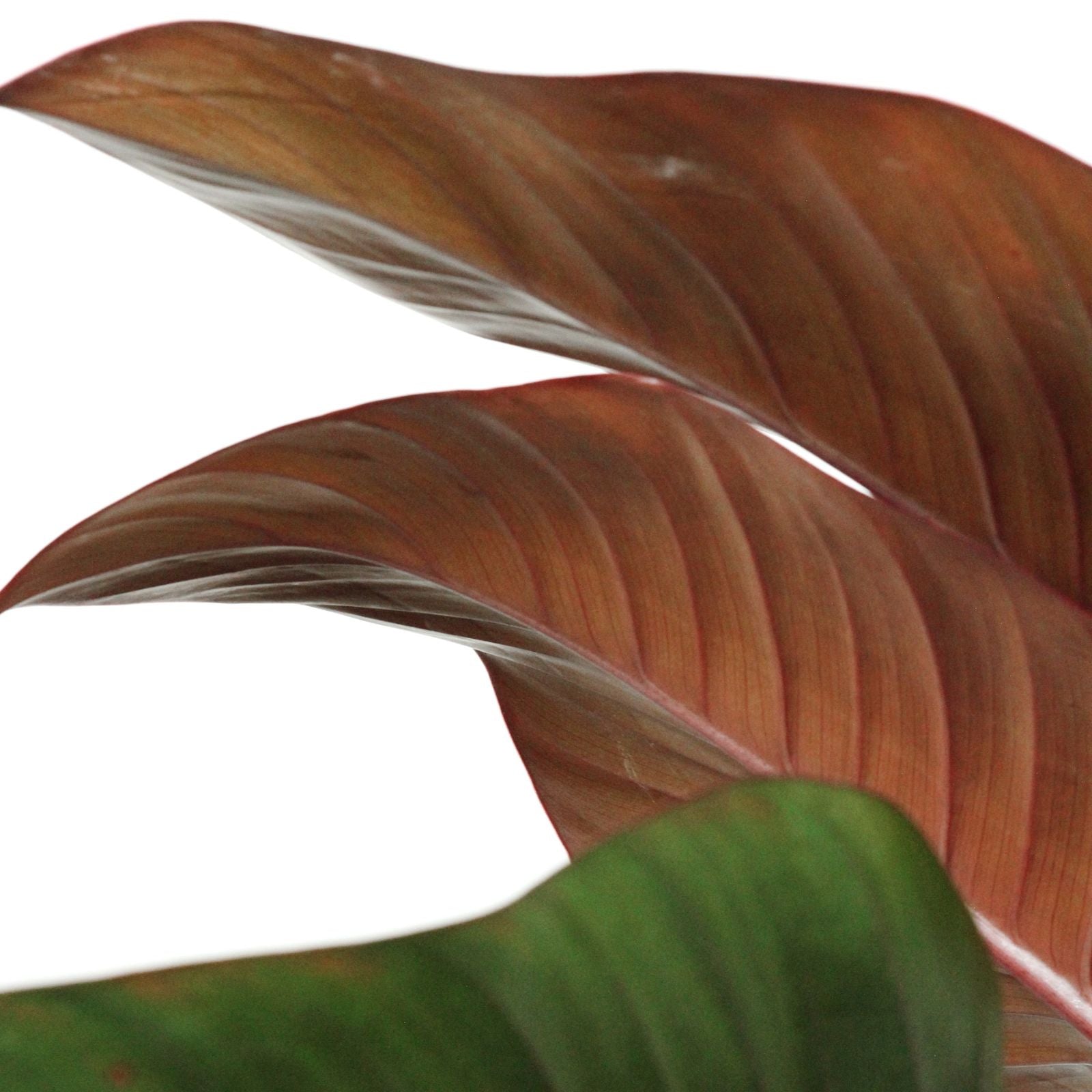 Philodendron Congo Red plant leaves showcasing vibrant red and lush green colors.