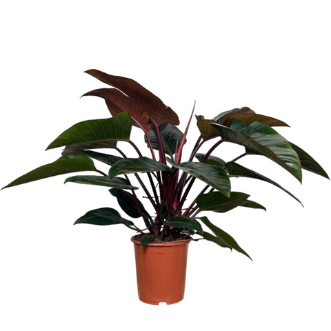 Philodendron Congo Red