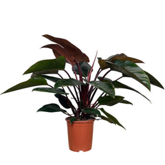 Red Philodendron Congo