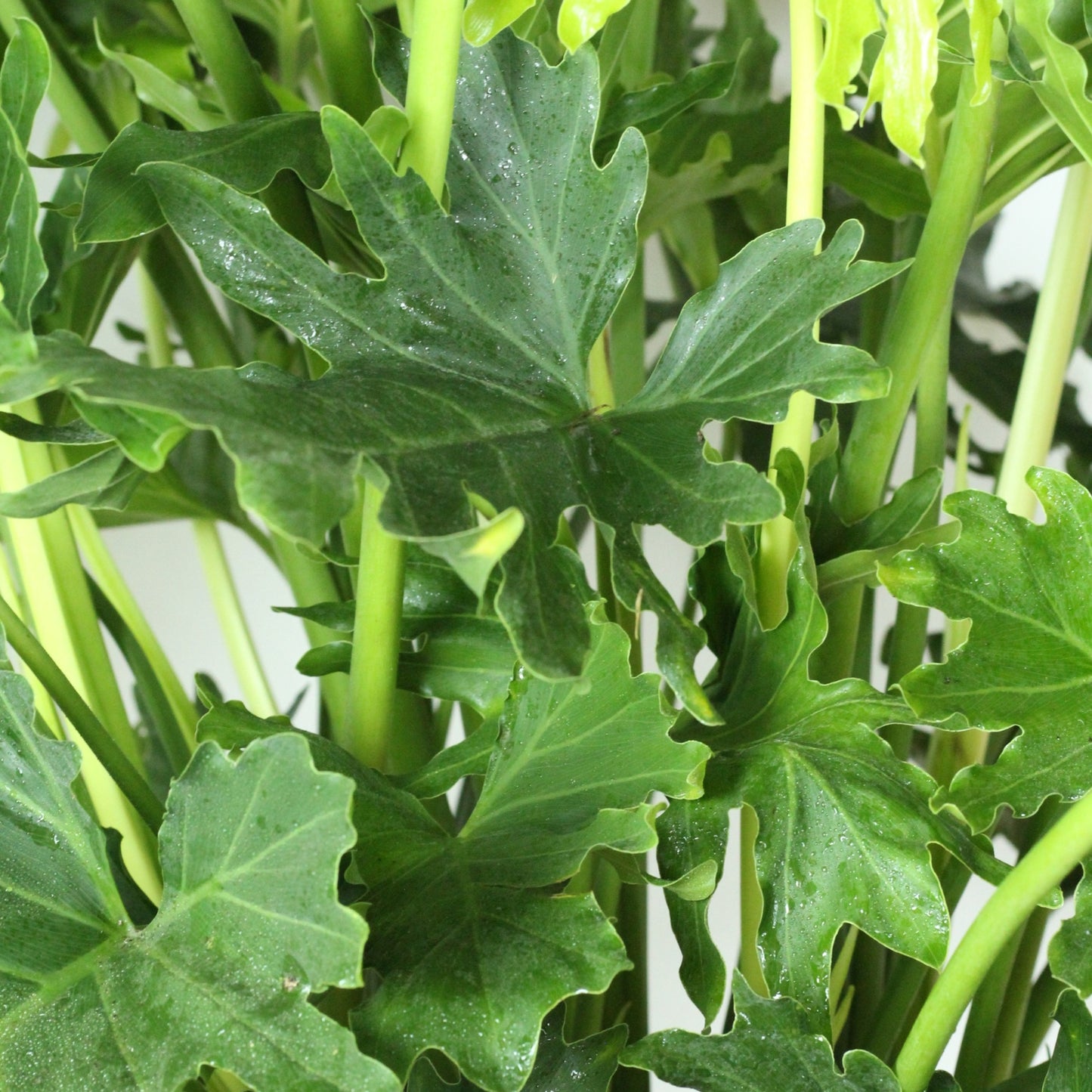 Philodendron Selloum com folhas largas e recortadas, ideal para decoração e ambiente tropical.