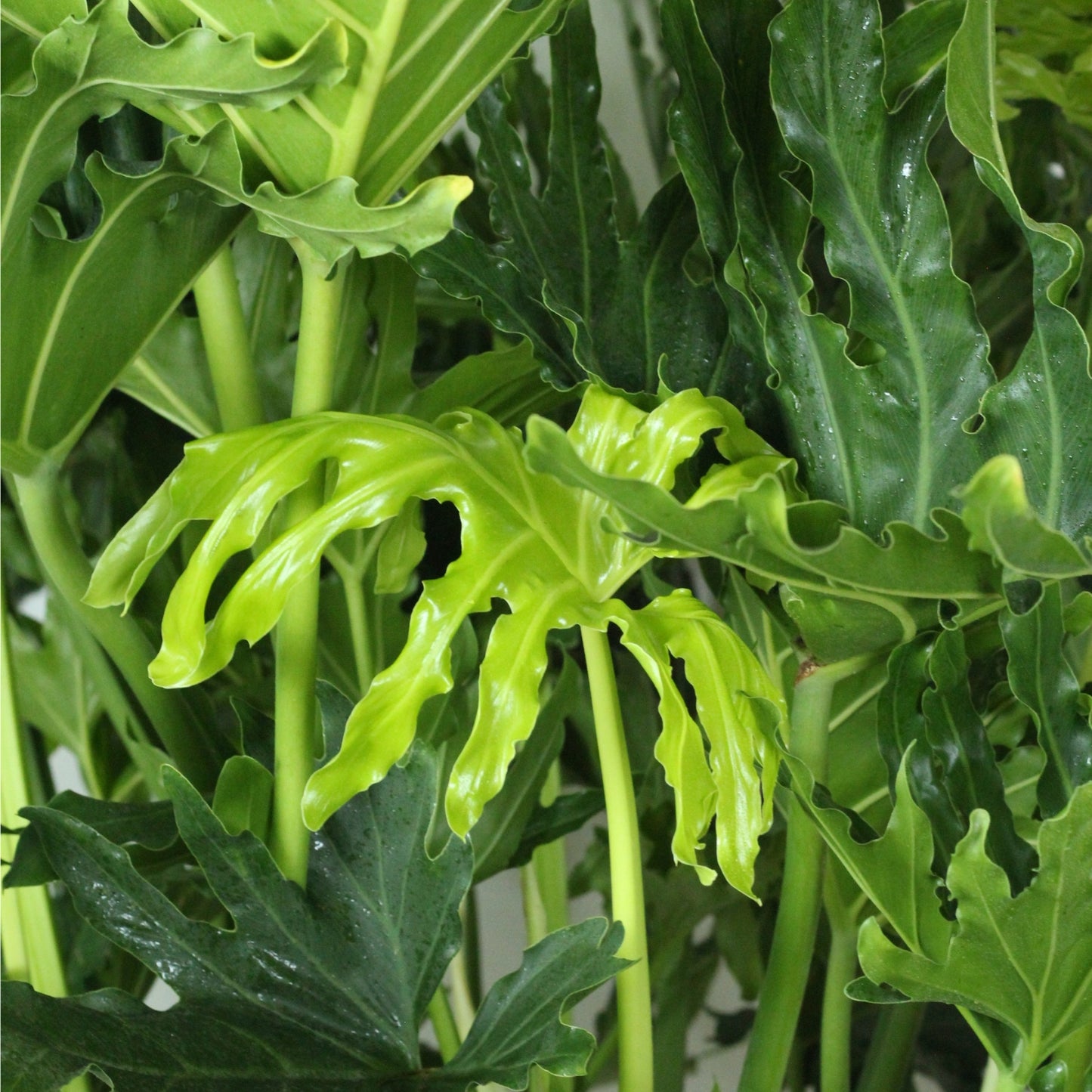 Philodendron Selloum with sculptural leaves showcasing tropical vibes and lush greenery.
