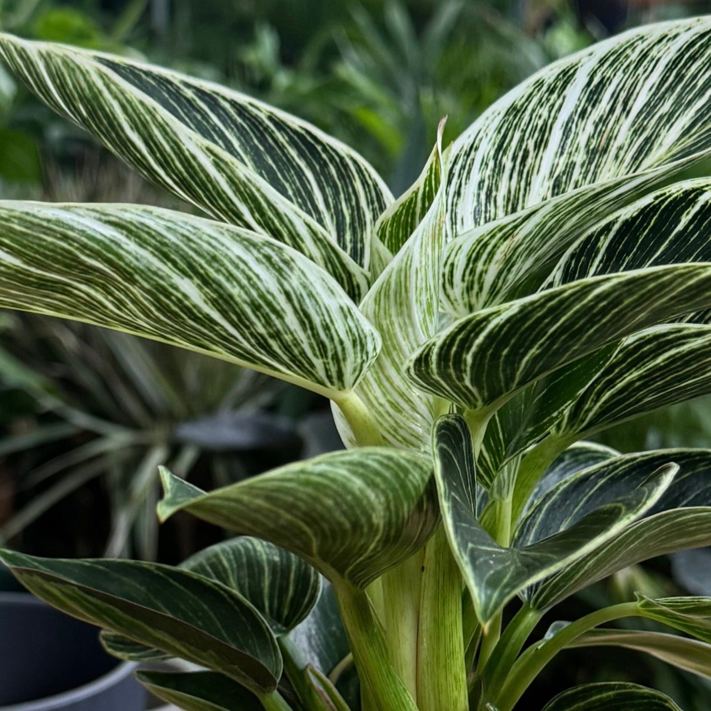 Filodendro White Wave