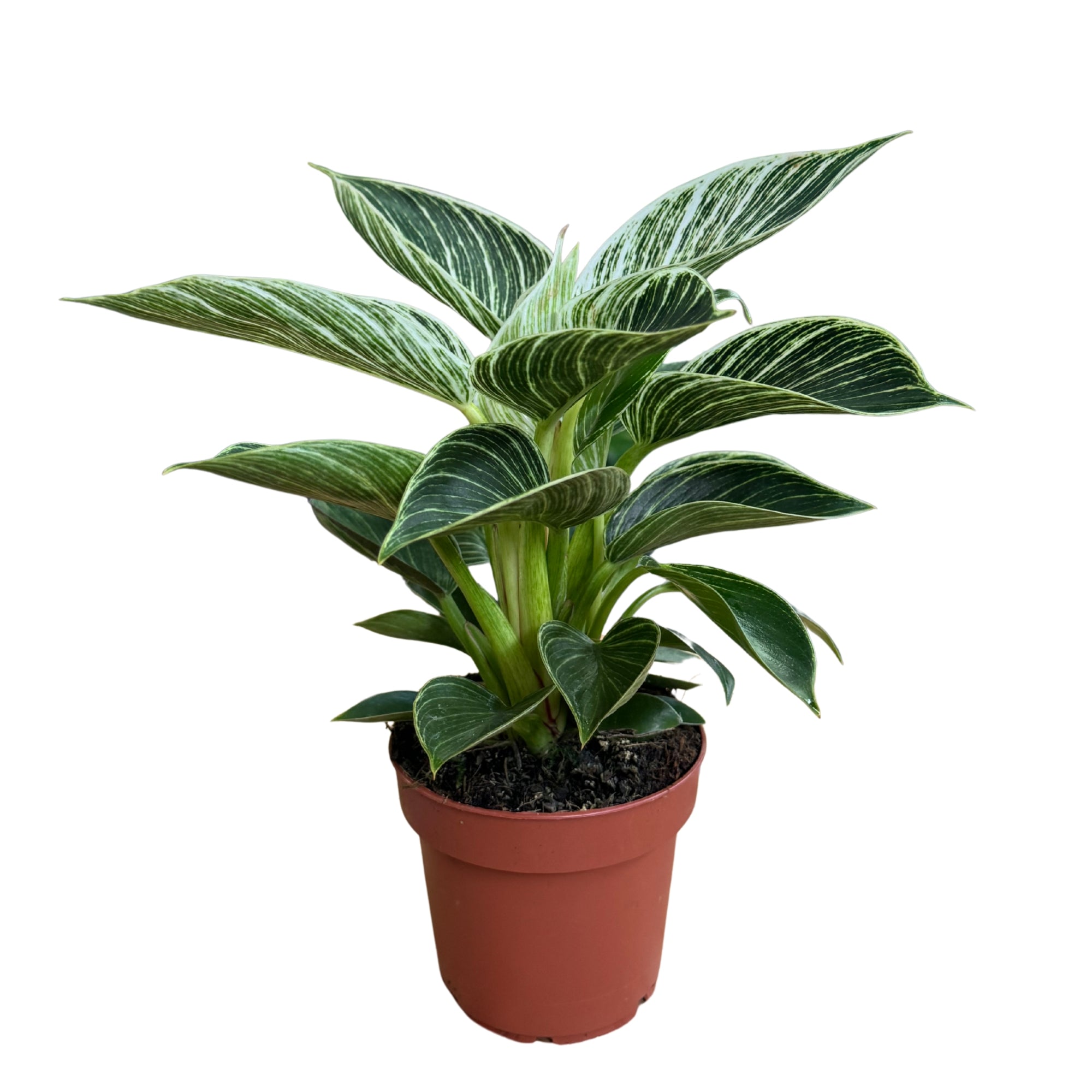 Philodendron White Wave
