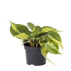Philodendron Brasil