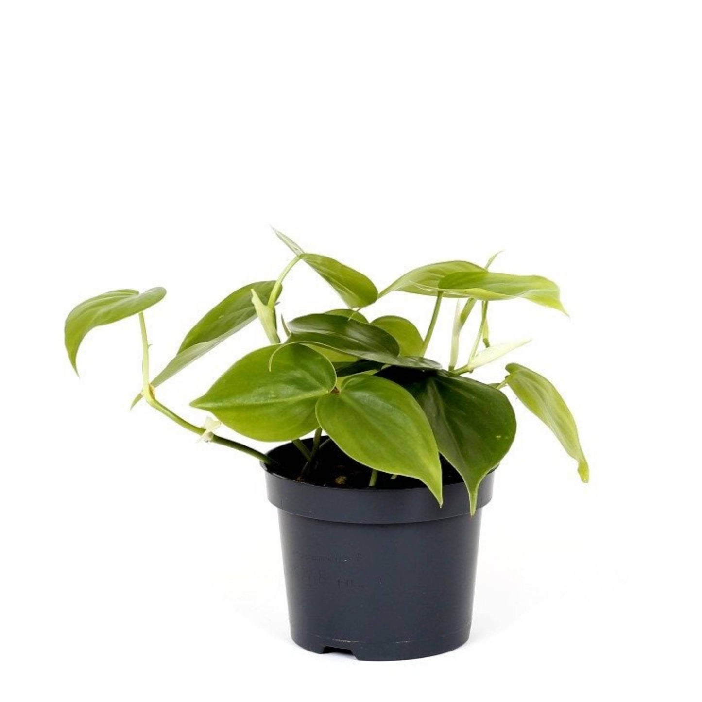 Philodendron Scandens