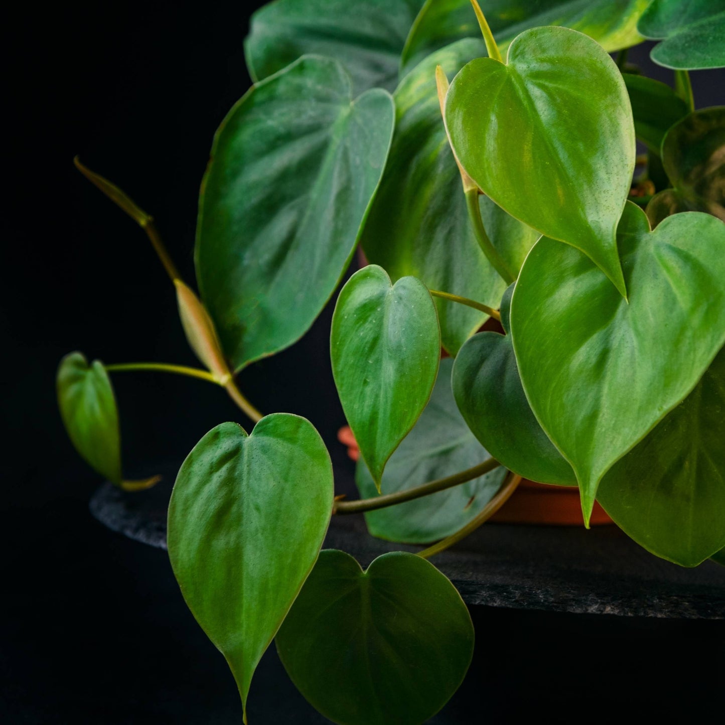 Philodendron Scandens