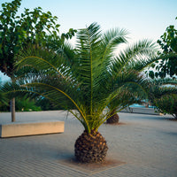 planta de exterior palmeira phoenix canariensis palmeira de canárias com largos caules e folhas finas resistente sol direto em ambiente exterior