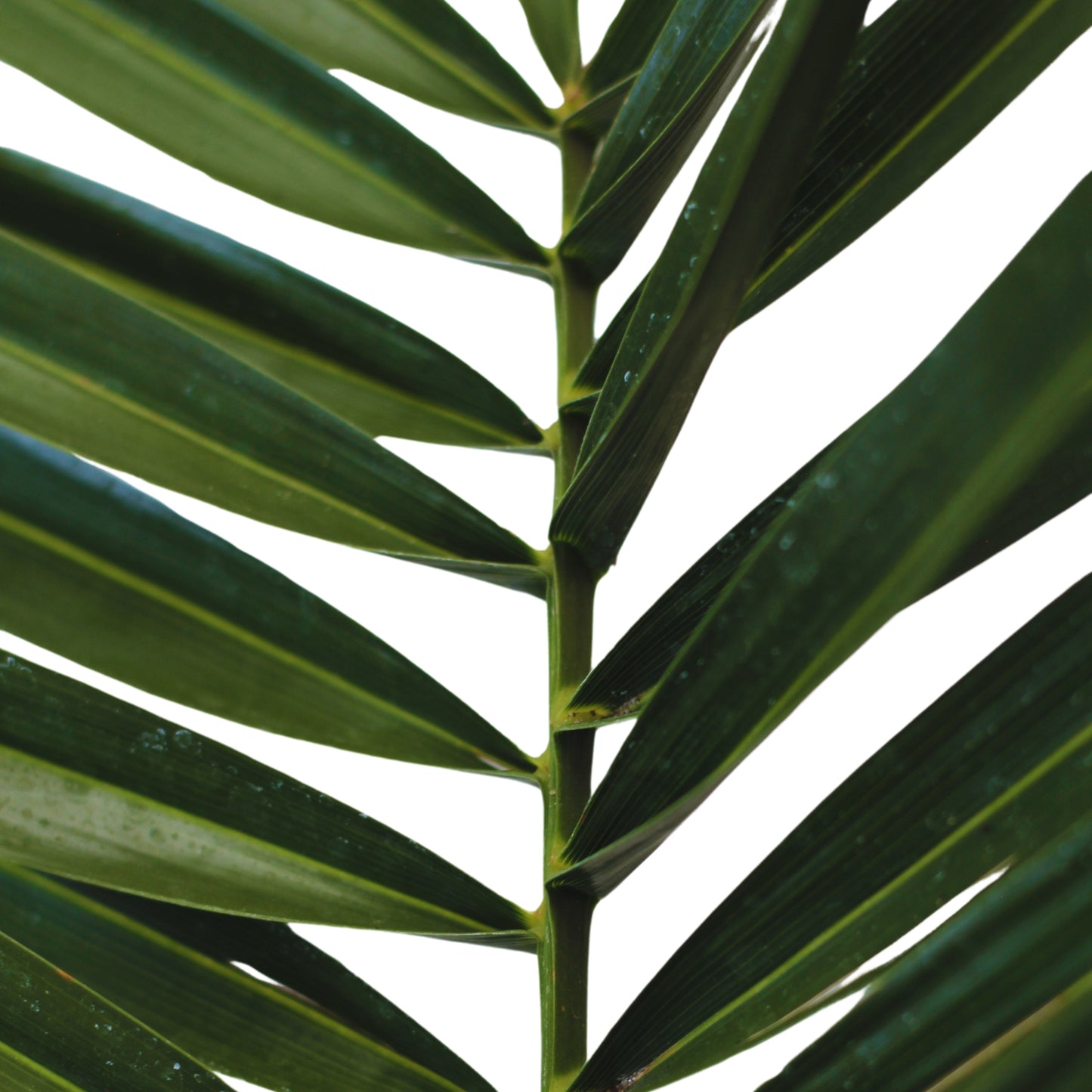 detalhe das folhas planta de exterior palmeira phoenix canariensis palmeira de canárias com largos caules e folhas finas