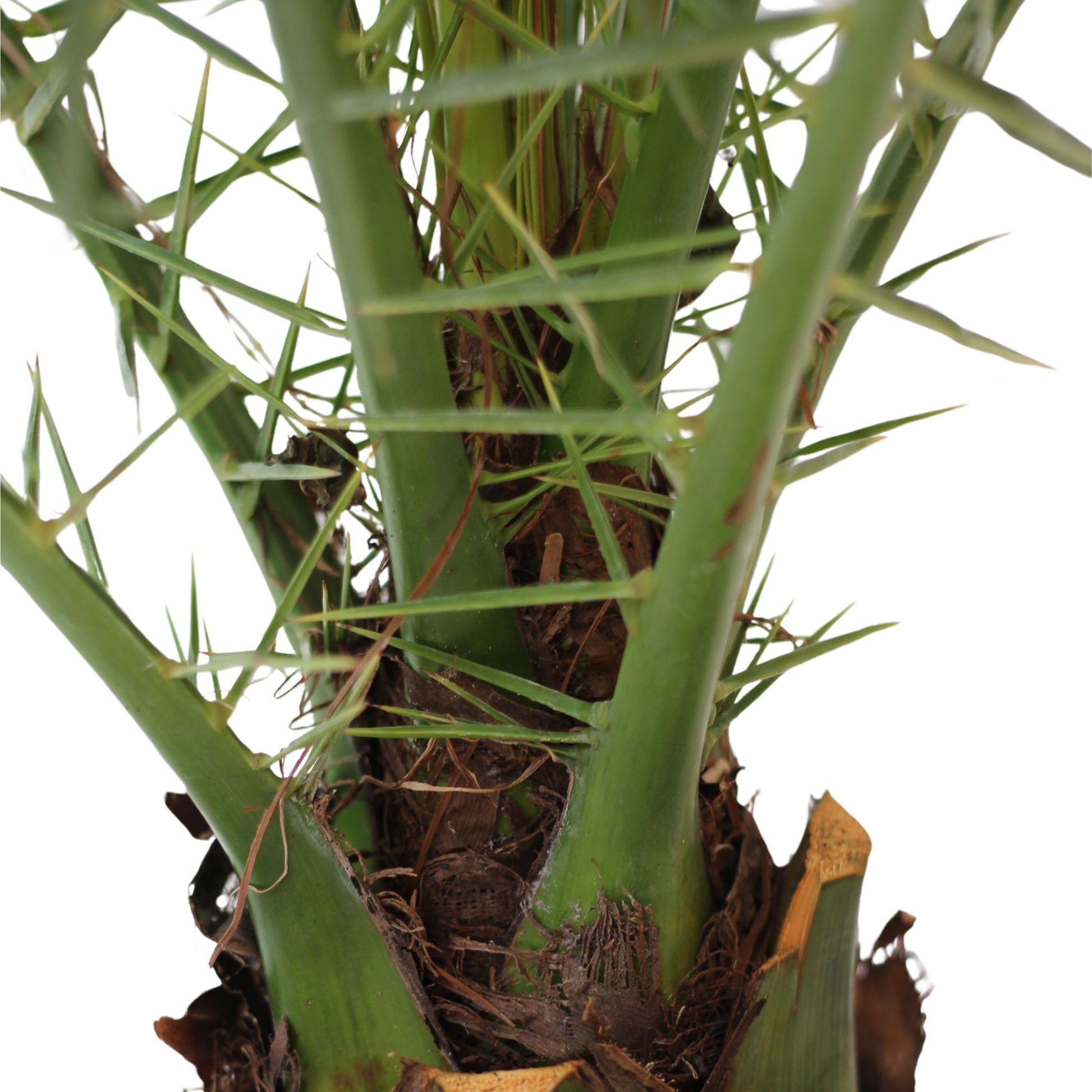 detalhe da planta de exterior palmeira phoenix canariensis palmeira de canárias com largos caules e folhas finas