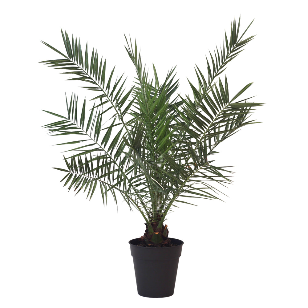 Palmera Canaria