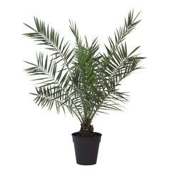 Palmeira das Canárias