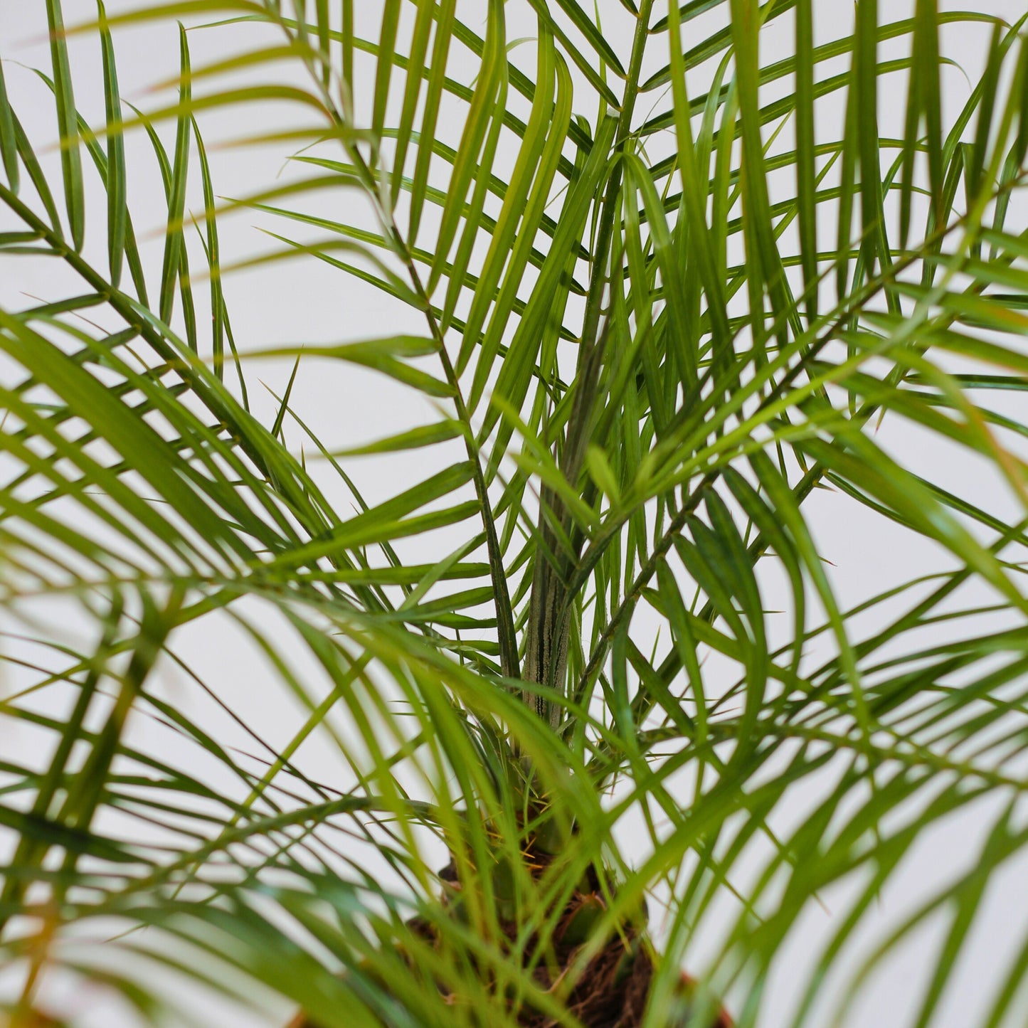 detalhe folhas planta de exterior palmeira phoenix roebelenii com largos caules e folhas finas resistente