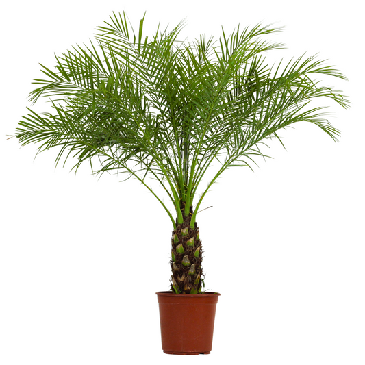 Palmera Enana