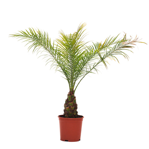 Palmera Enana