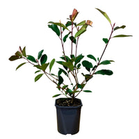 Photinia