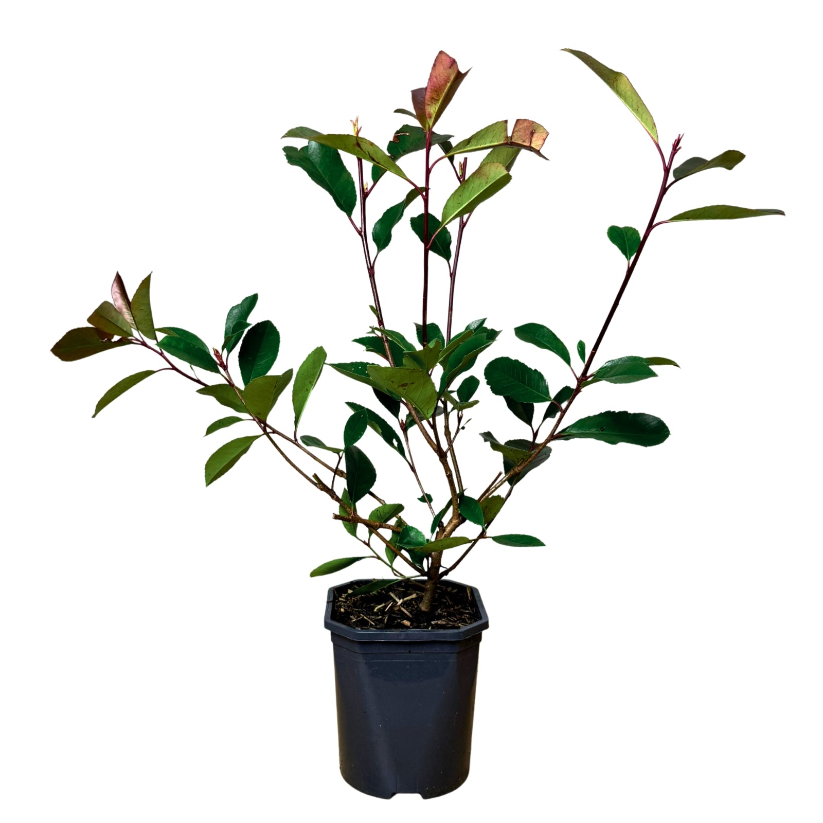 Photinia