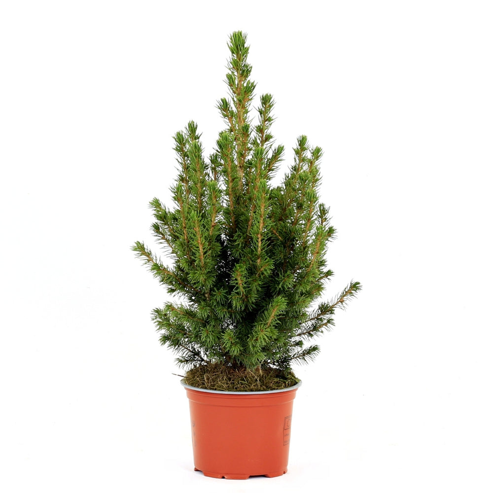 Picea Glauca | Albero di Natale Naturale