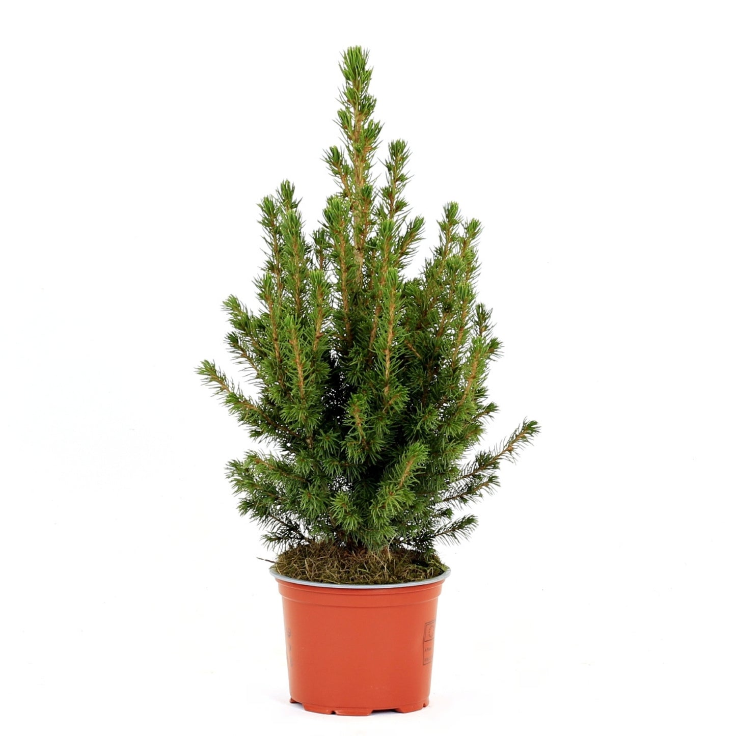 Picea Glauca | Árvore de Natal Natural