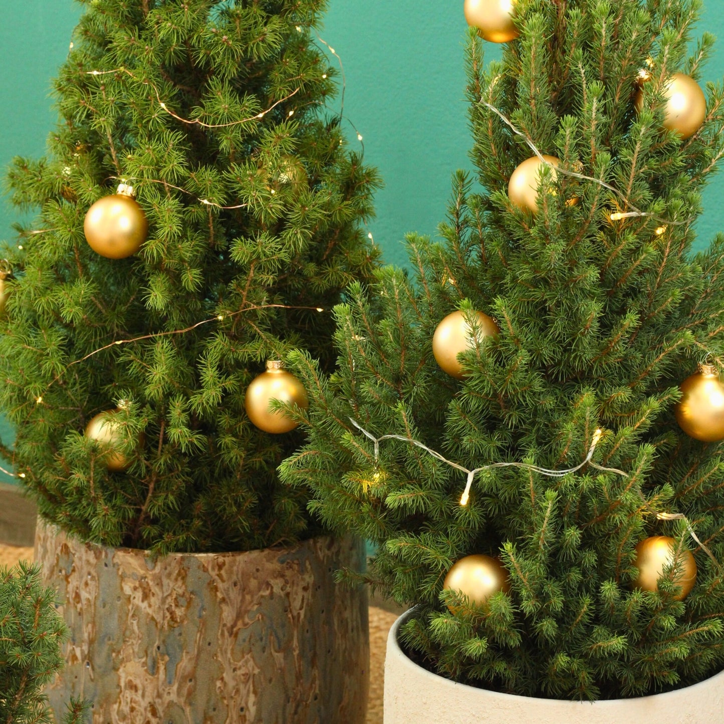 Picea Glauca | Árvore de Natal Natural