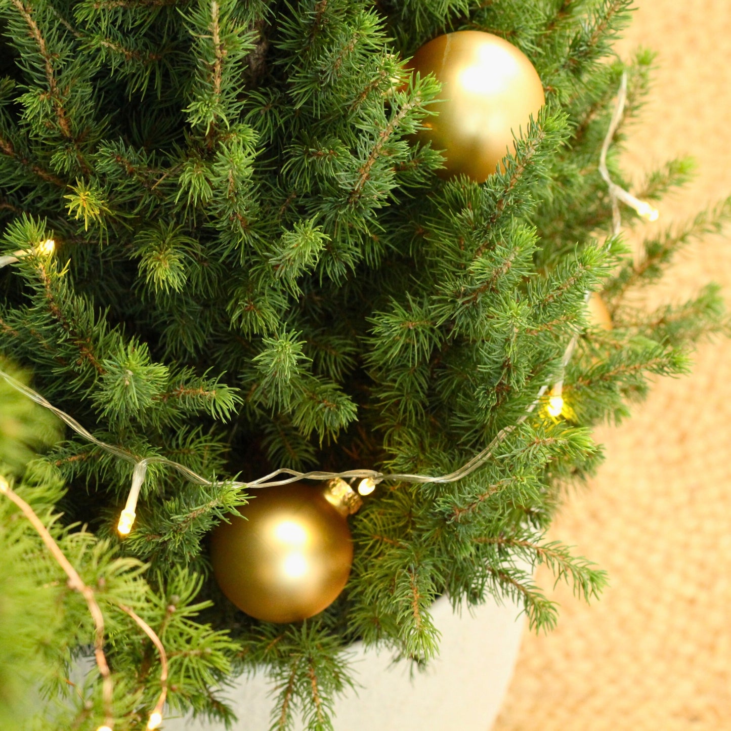 Picea Glauca | Árvore de Natal Natural