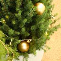 Picea Glauca | Árvore de Natal Natural