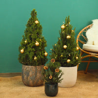 Picea Glauca | Árvore de Natal Natural