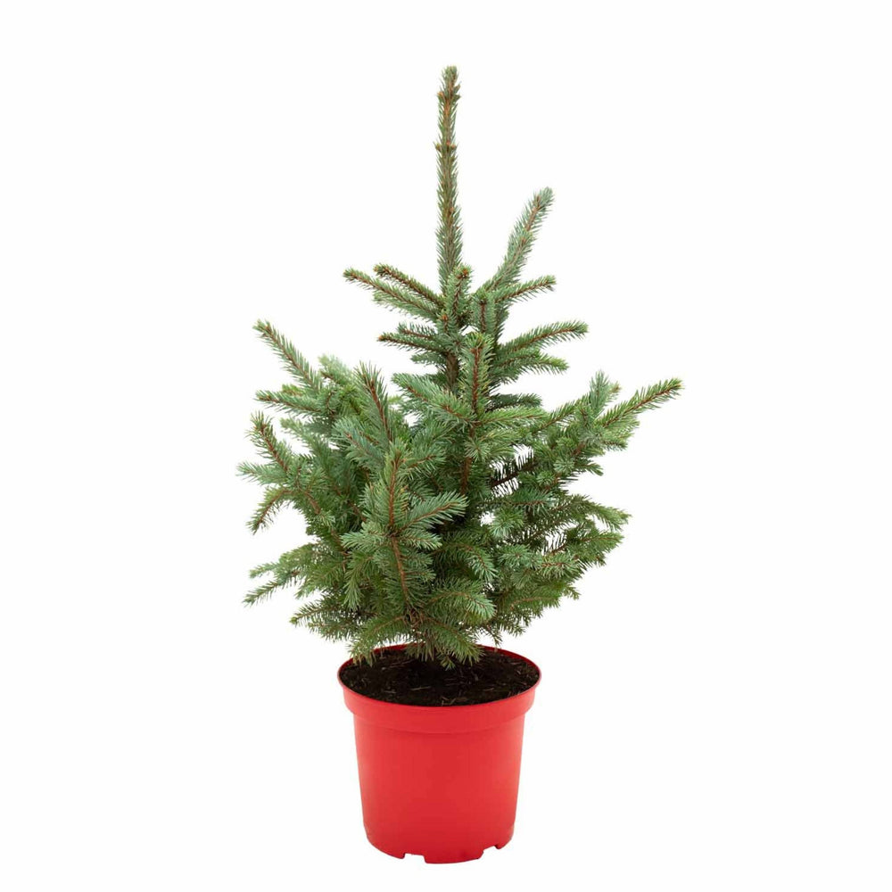Blue Spruce | Natural Christmas Tree
