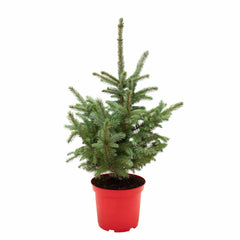 Blue Spruce | Natural Christmas Tree