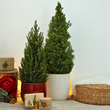 Picea Glauca | Natural Christmas Tree