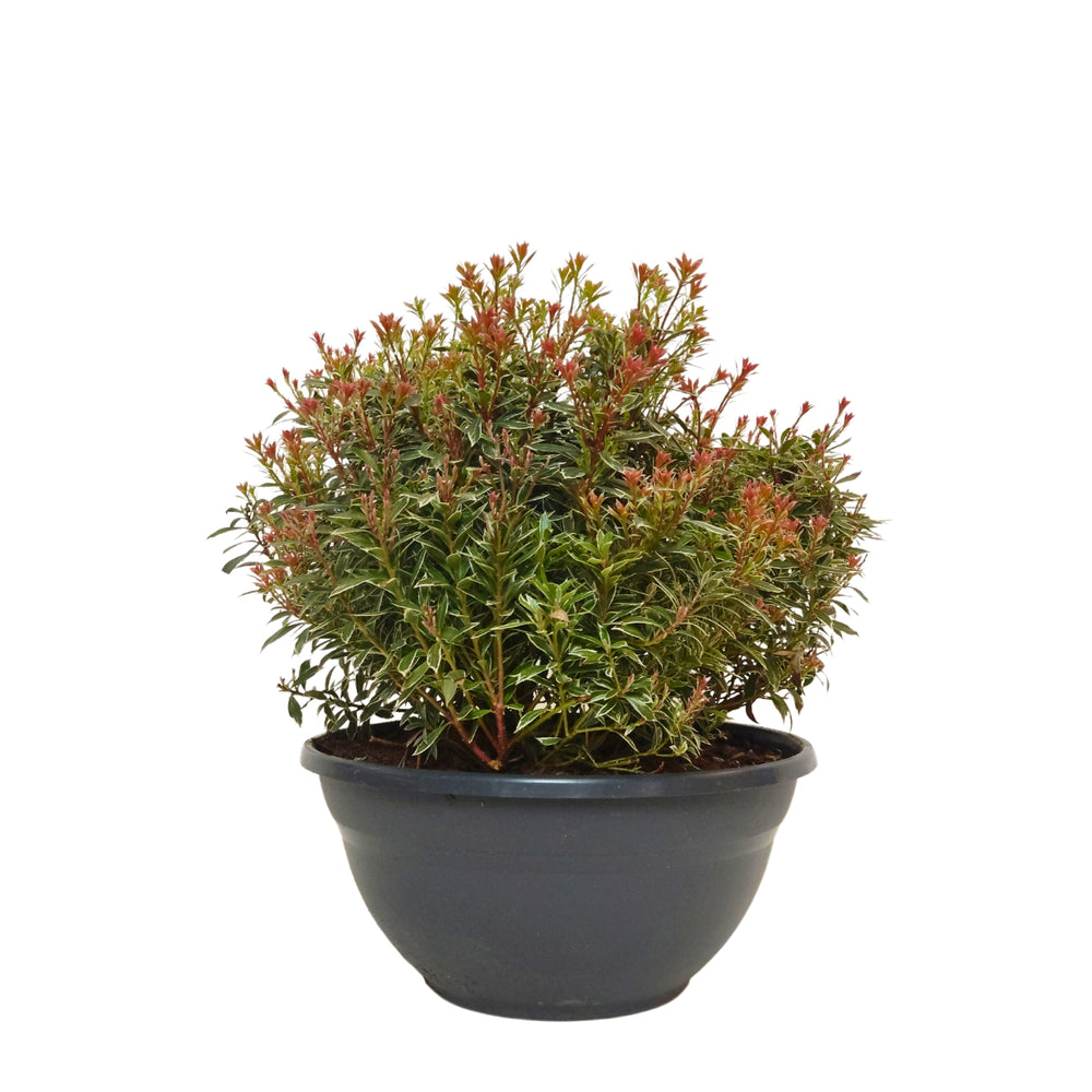 Pieris Japonica