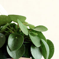 Chinese Money Plant with Maia Pot