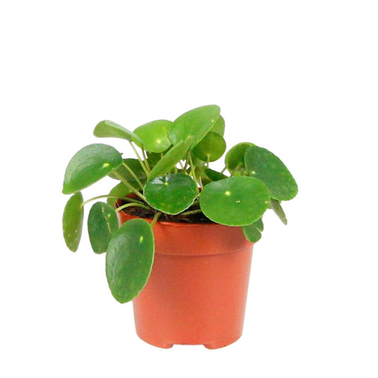 planta de interior planta chinesa do dinheiro pilea peperomioides de folhas redondas e pequenas em cor verde