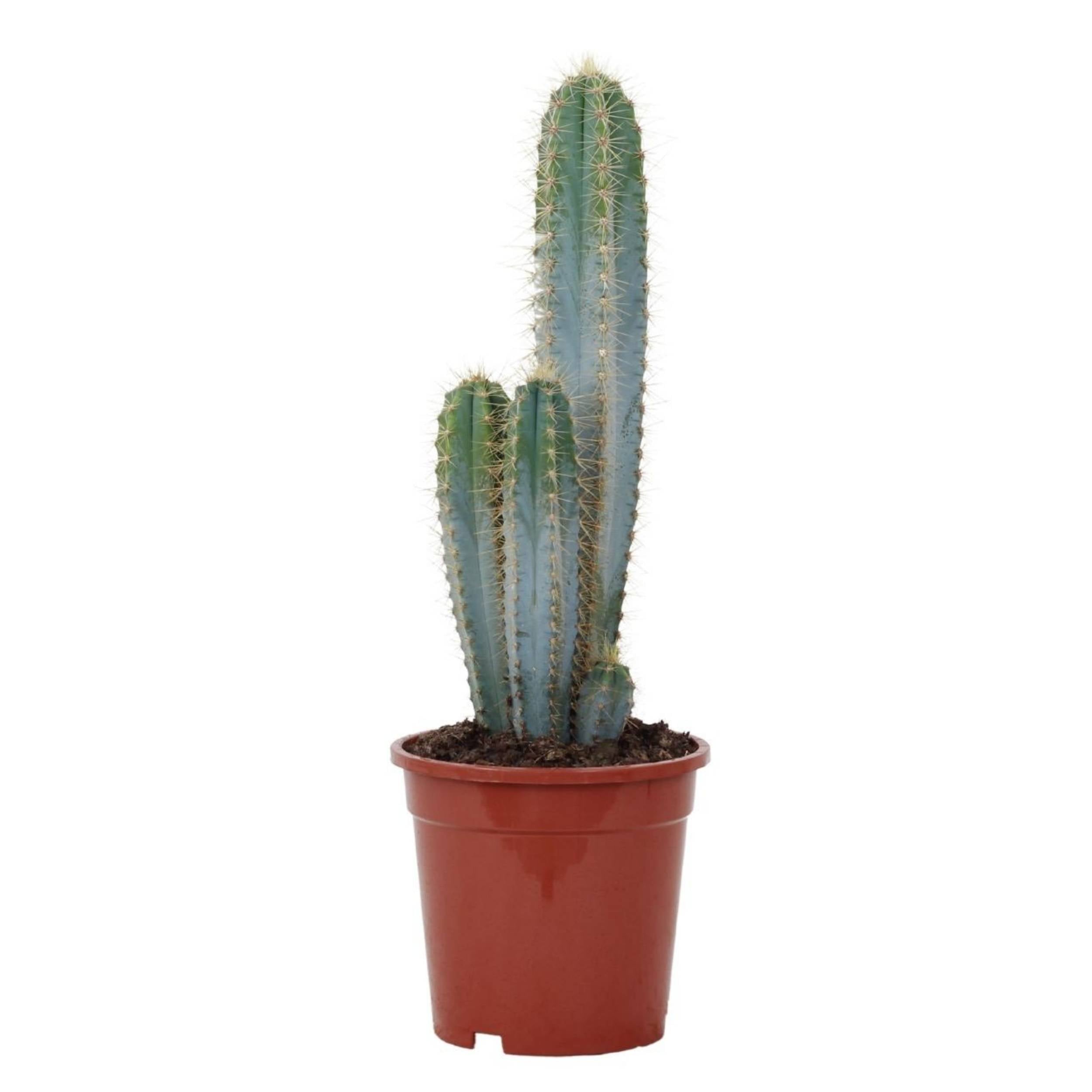 Cactus Facheiro Azul