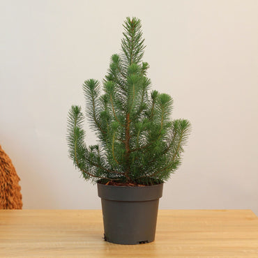 Pinheiro-manso | Árvore de Natal Natural
