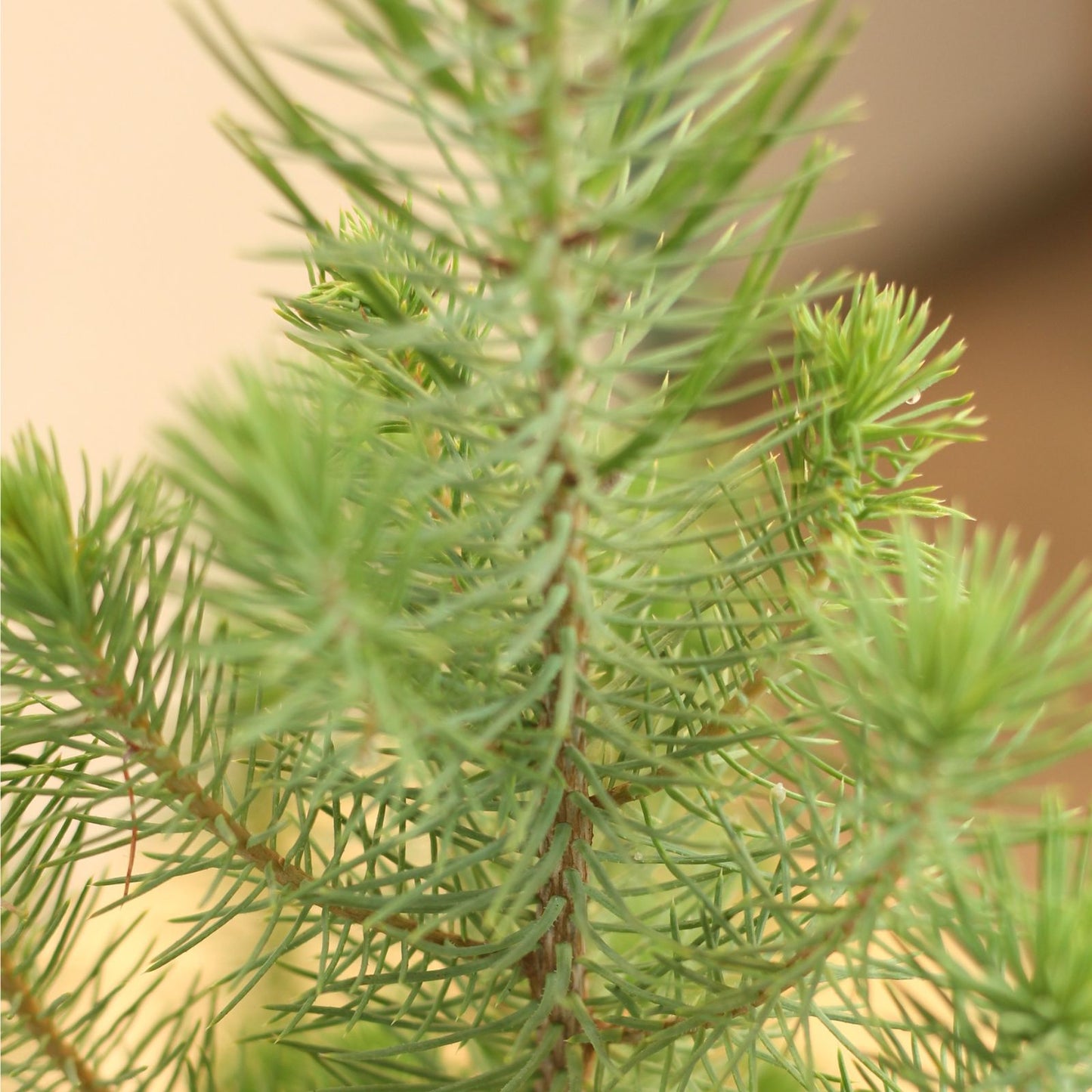 Pinheiro-manso | Árvore de Natal Natural