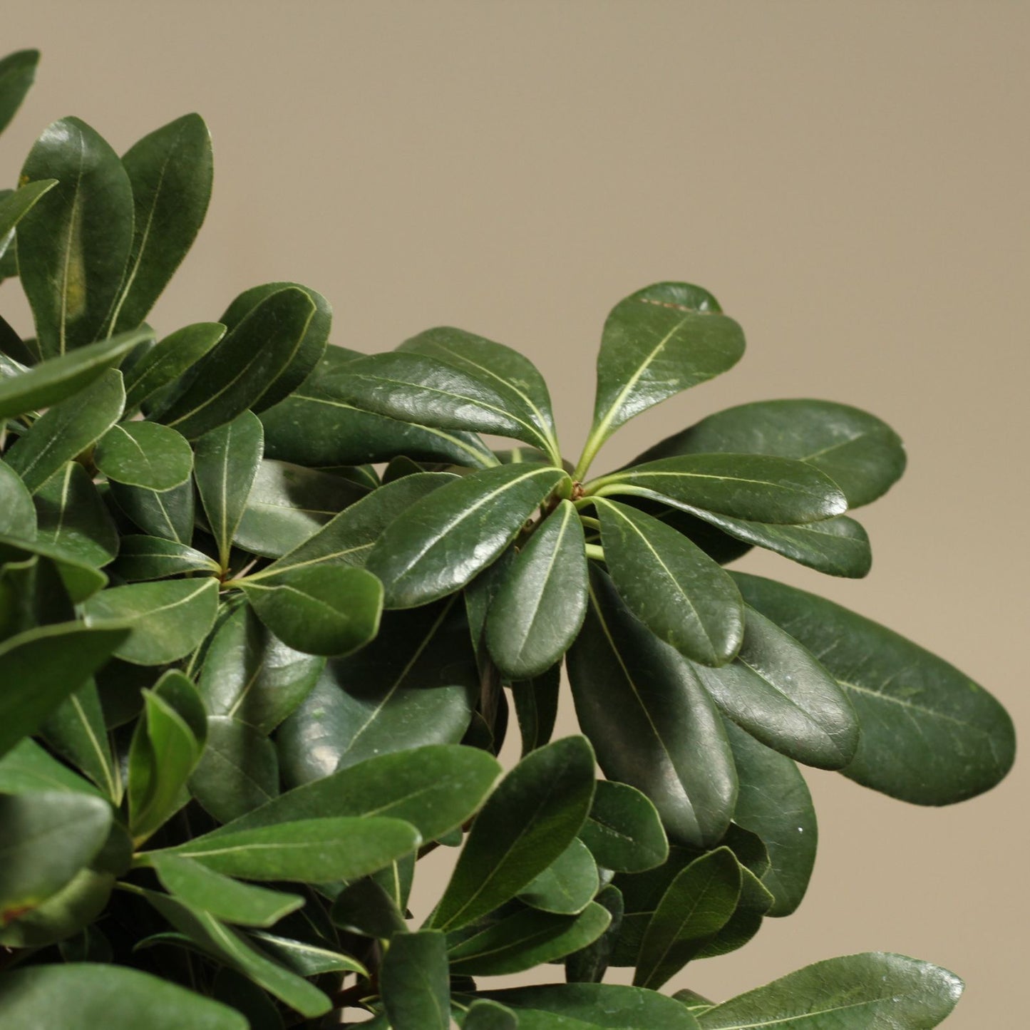 Close-up of Pittosporum tobira leaves, a resilient garden shrub ideal for low-maintenance landscapes and hedges.