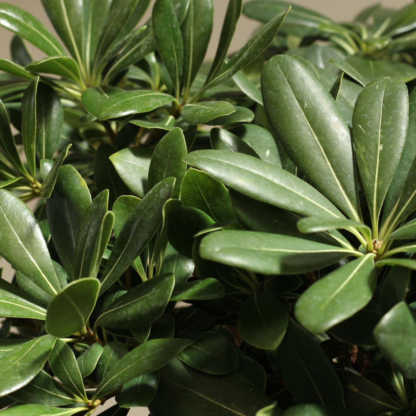 Close-up of Pittosporum tobira leaves, ideal for garden shrubs and low-maintenance hedges.