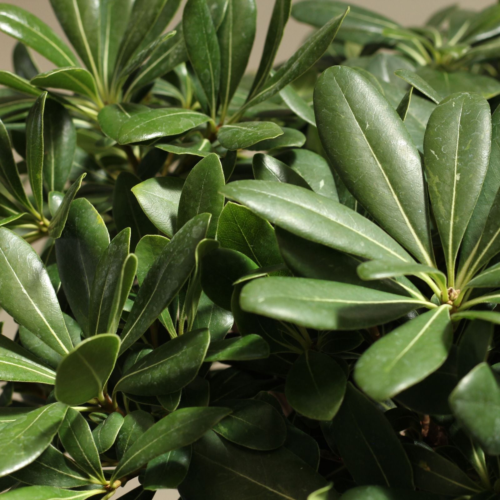 Close-up of Pittosporum tobira leaves, ideal for garden shrubs and low-maintenance hedges.