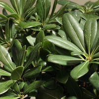 Close-up of Pittosporum tobira leaves, ideal for garden shrubs and low-maintenance hedges.