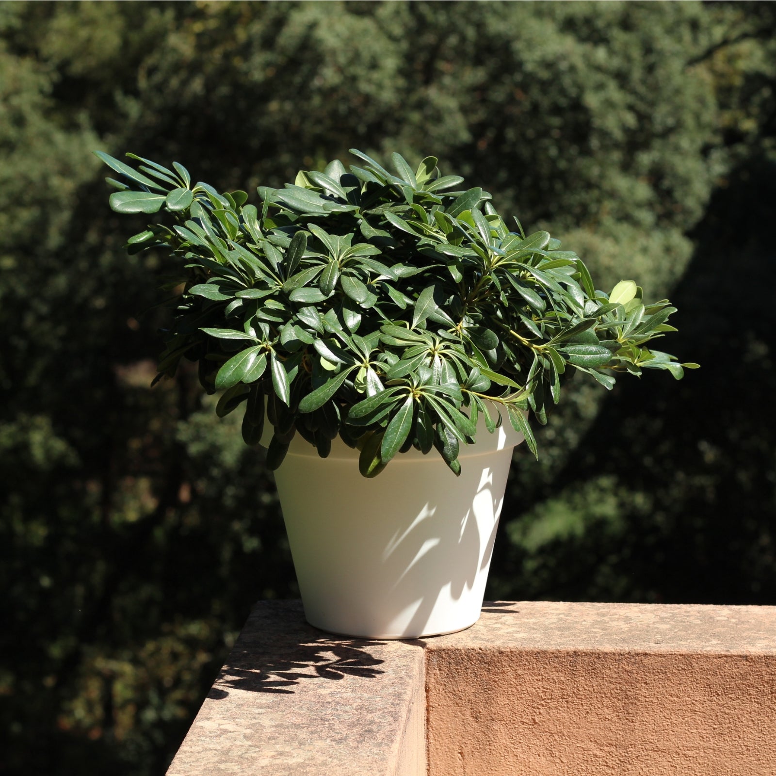 Pittosporum tobira in a white pot on a balcony, showcasing its glossy leaves and compact growth.