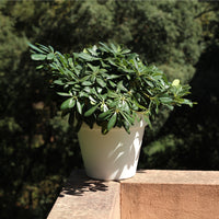 Pittosporum tobira in a white pot on a balcony, showcasing its glossy leaves and compact growth.