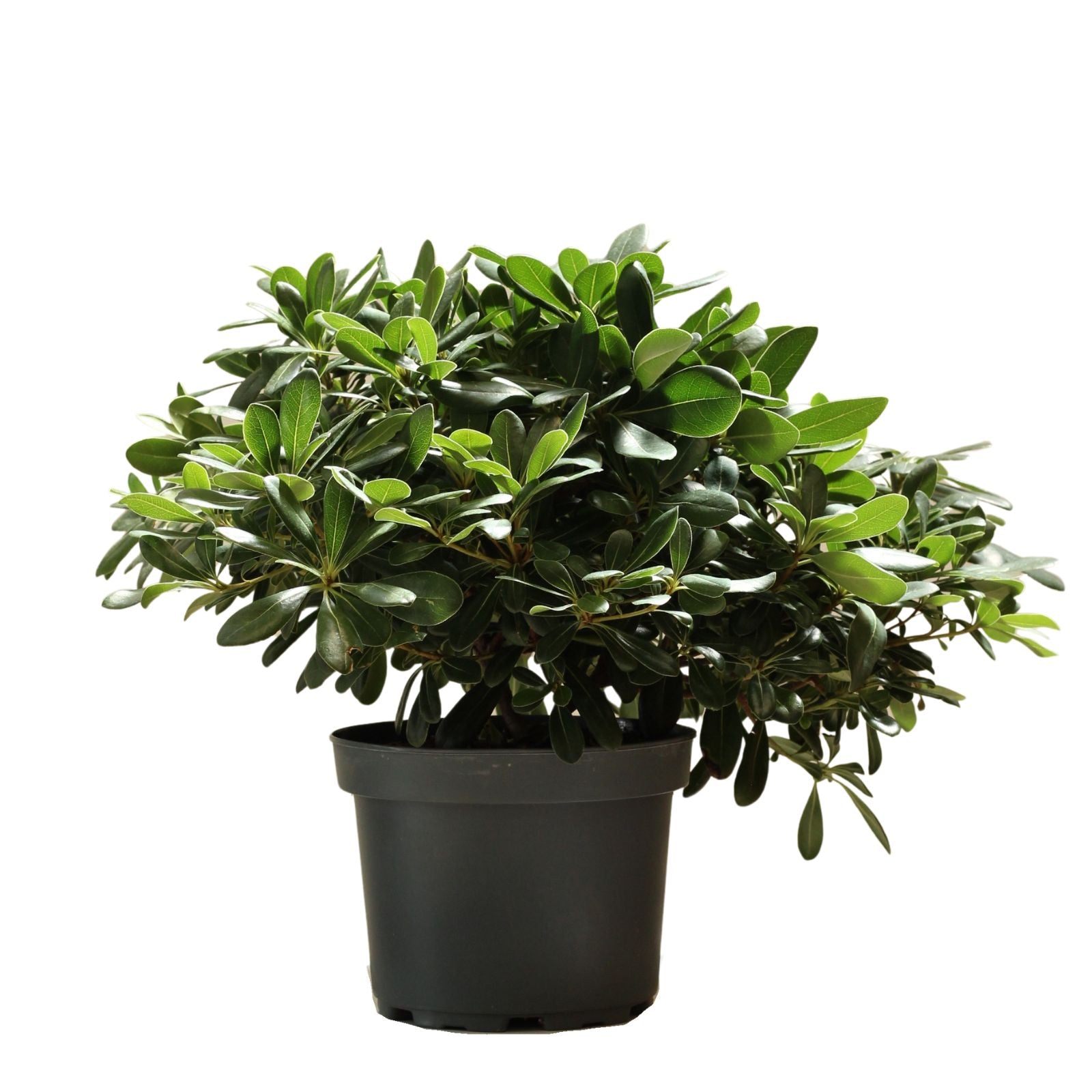 Pittosporum tobira compact shrub in black pot, ideal for low-maintenance gardens and hedges.