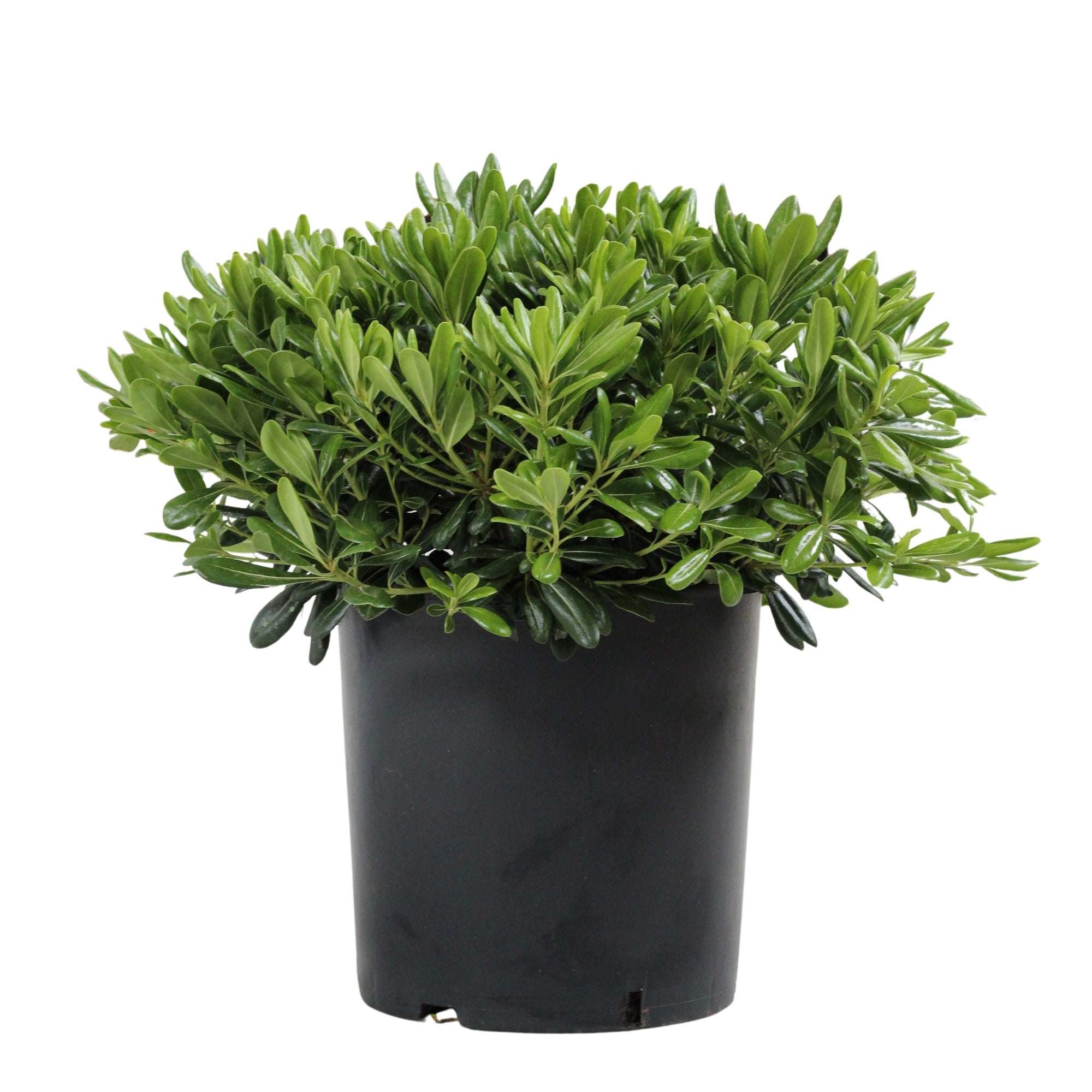 Pittosporum