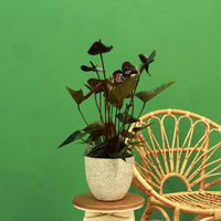 Black Anthurium