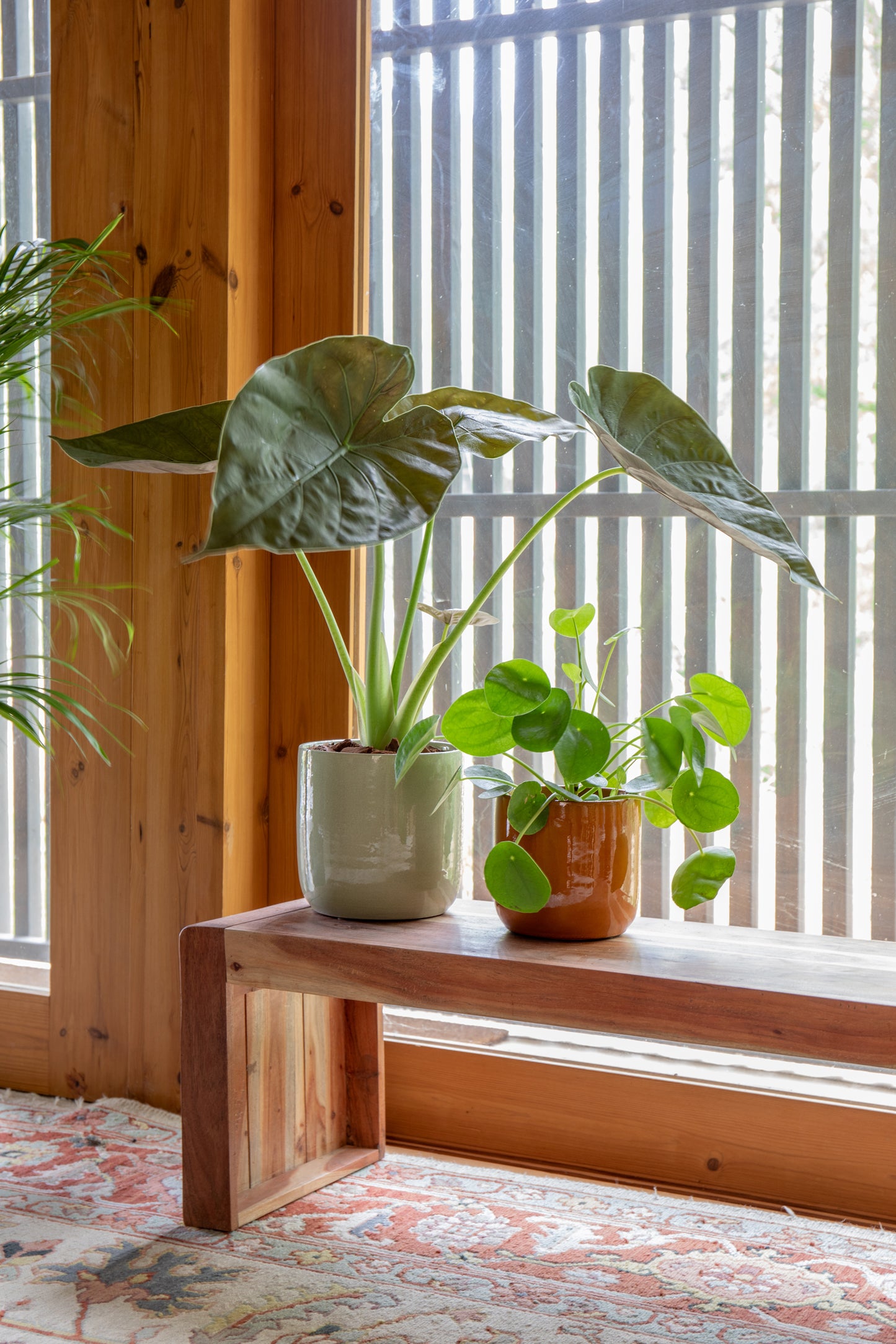 planta de interior fácil de cuidar alocasia wentii pequena com folhas verde brilhantes em vaso de cerâmica jupiter da artevasi e pilea peperomioides em vaso jupiter da artevasi sobre banco de madeira em interior requintado e luxuoso de madeira