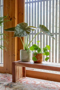 planta de interior fácil de cuidar alocasia wentii pequena com folhas verde brilhantes em vaso de cerâmica jupiter da artevasi e pilea peperomioides em vaso jupiter da artevasi sobre banco de madeira em interior requintado e luxuoso de madeira