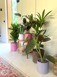 várias plantas de interior em ambiente bem iluminado dracaena fragans janet lind sansevieria zeylanica calathea makoyana palmeira kentia e alocasia wentii todas em vasos jupiter e fortuna da artevasi