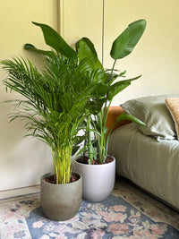 Palmera Areca